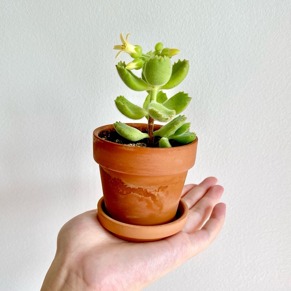 Meet your Posher, Arie